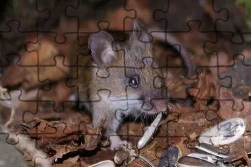 Apodemus argenteus jigsaw puzzle