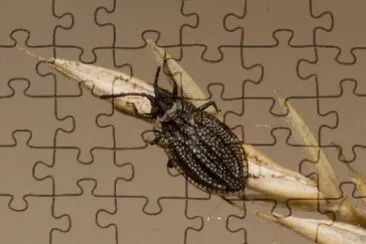 Acalypta marginata jigsaw puzzle