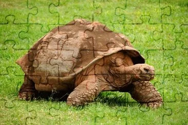 Tartaruga jigsaw puzzle