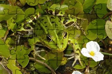 Verde minore jigsaw puzzle