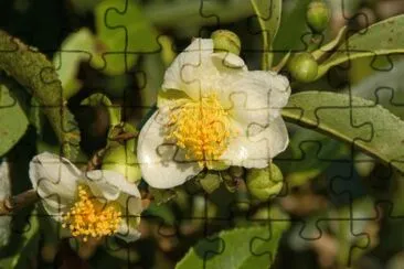 flores jigsaw puzzle