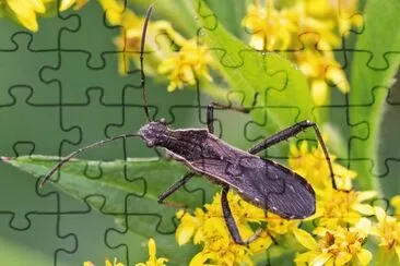 Alydus pilosulus jigsaw puzzle