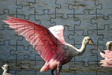 Roseate Spoonbill in flight