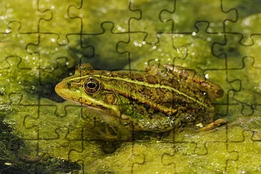 Verde balcanica jigsaw puzzle