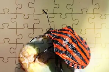 Graphosoma italicum jigsaw puzzle