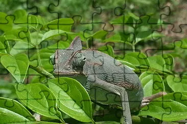 Camaleonte calyptraus jigsaw puzzle