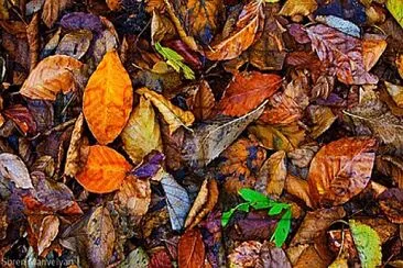 autumn leaves jigsaw puzzle