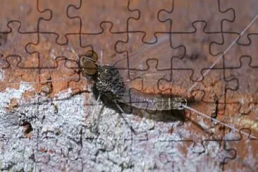 Baetis intercalaris jigsaw puzzle