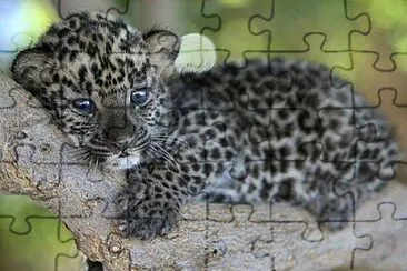 leÃ³n feroz jigsaw puzzle