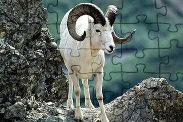 Argali jigsaw puzzle