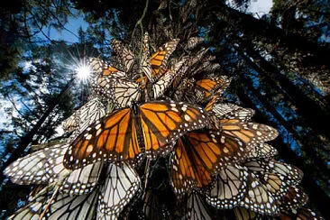 BOSQUE DE LA MARIPOSA MONARCA, MICHOACAN