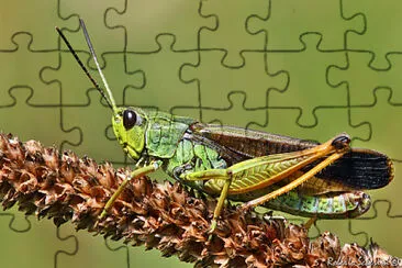 Locusta delle torbiere jigsaw puzzle