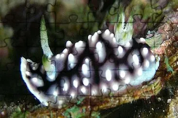 Chromodoris geometrica