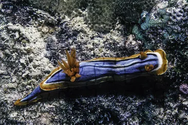 Chromodoris hamiltoni jigsaw puzzle