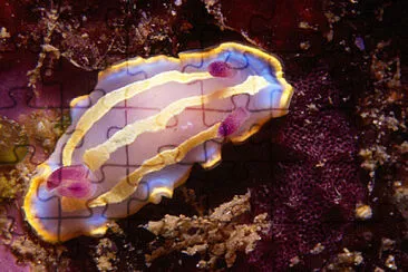 Chromodoris krohni