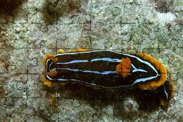 Chromodoris kuiteri