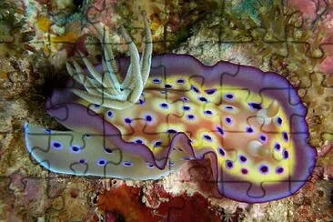 Chromodoris kuiei