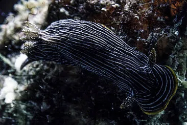 Chromodoris lineolata