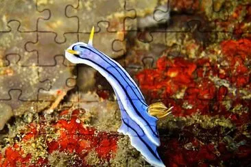 Chromodoris lochi jigsaw puzzle