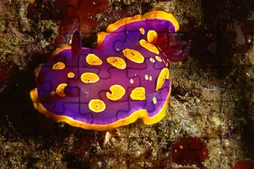 Chromodoris luteorosea jigsaw puzzle