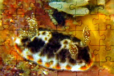 Chromodoris mandapamensis jigsaw puzzle