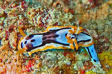 Chromodoris michaeli