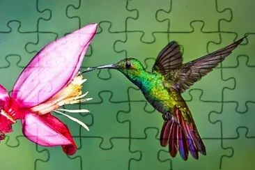 פאזל של colibrÃ­