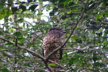 Curol del madagascar