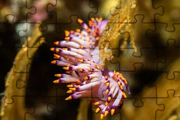 Cuthona sibogae jigsaw puzzle