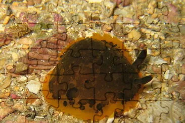 Dendrodoris limbata