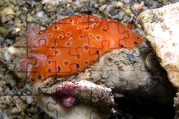 Dendrodoris guttata