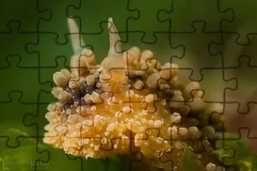 Doris citron jigsaw puzzle