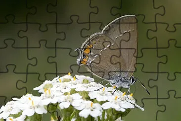 Satyrium acaciae