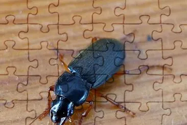 Harpalus rufipes jigsaw puzzle