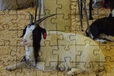 Capra d 'angora jigsaw puzzle