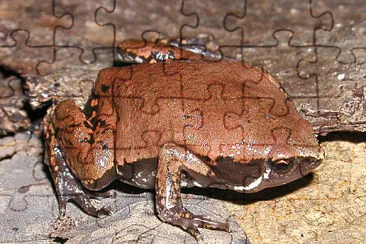 Hipopachus variolosus jigsaw puzzle