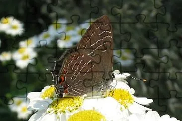 Satyrium liparops