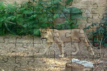 Leone maculato del kenia jigsaw puzzle