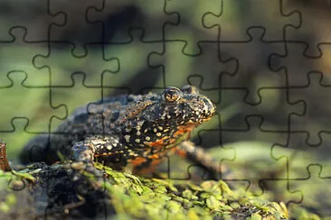 Bombina bombina jigsaw puzzle