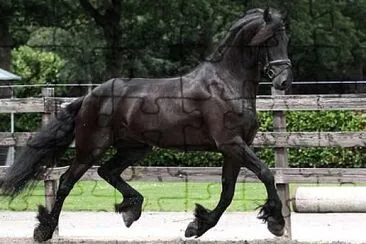 Friesian cross