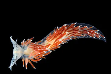 Flabellina browni