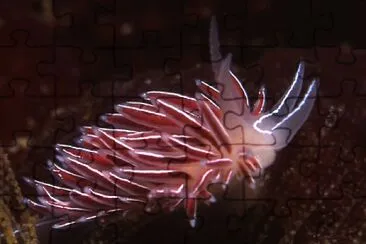 Flabellina capensis