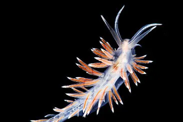 Flabellina lineata