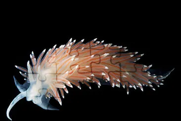 Flabellina nobilis