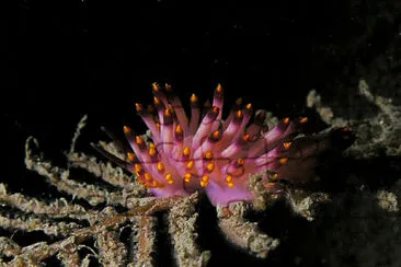 Flabellina pedata