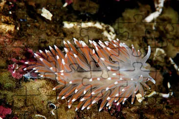 Flabellina pellucida