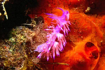 Flabellina rosa