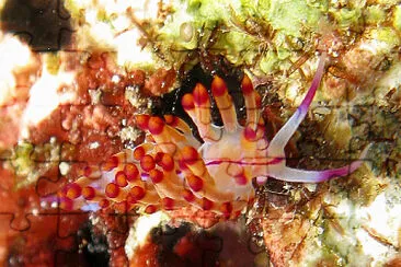 Flabellina nubrolineata