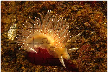 Flabellina trophina