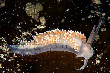 Flabellina verrucosa